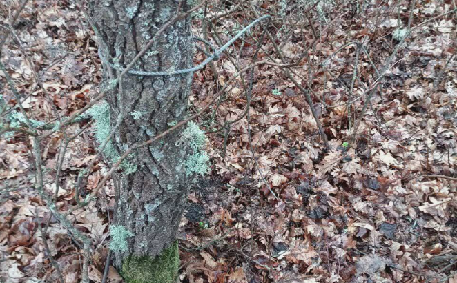 3612 image for slide