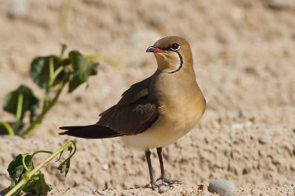 3934 image for slide