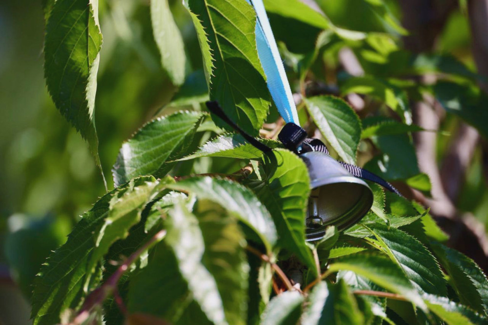 4396 image for slide