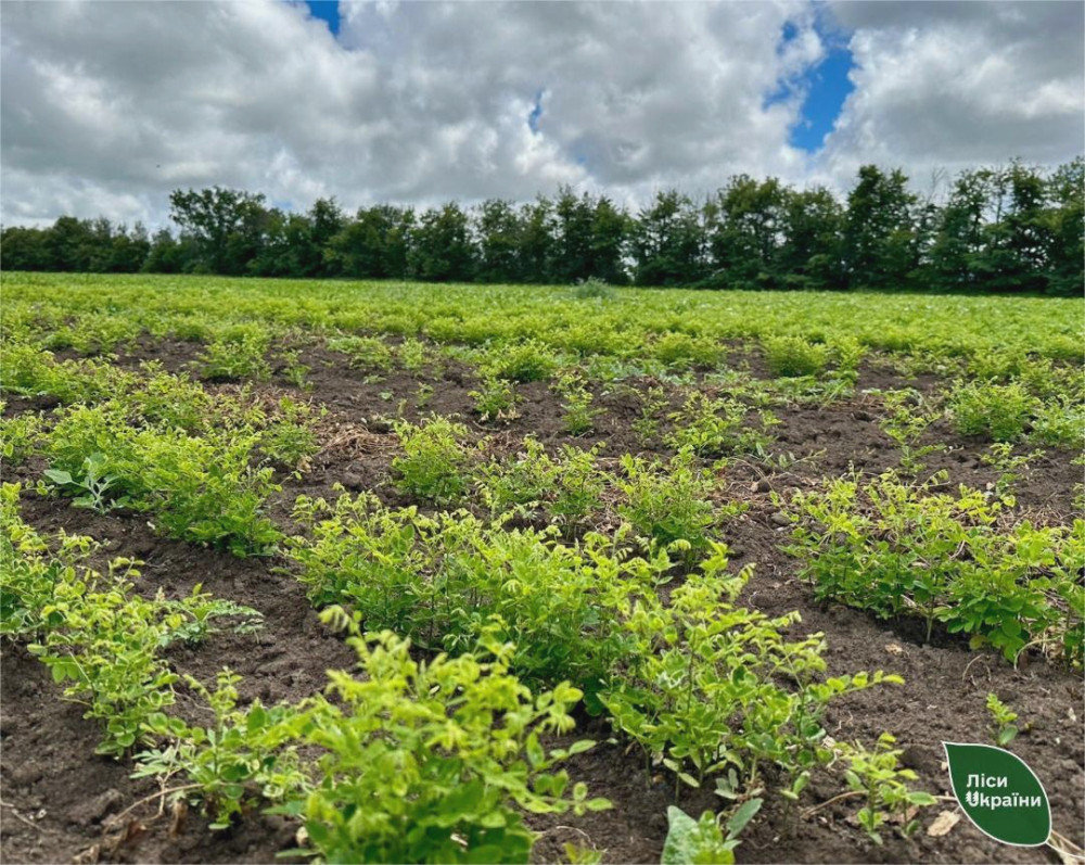 4496 image for slide