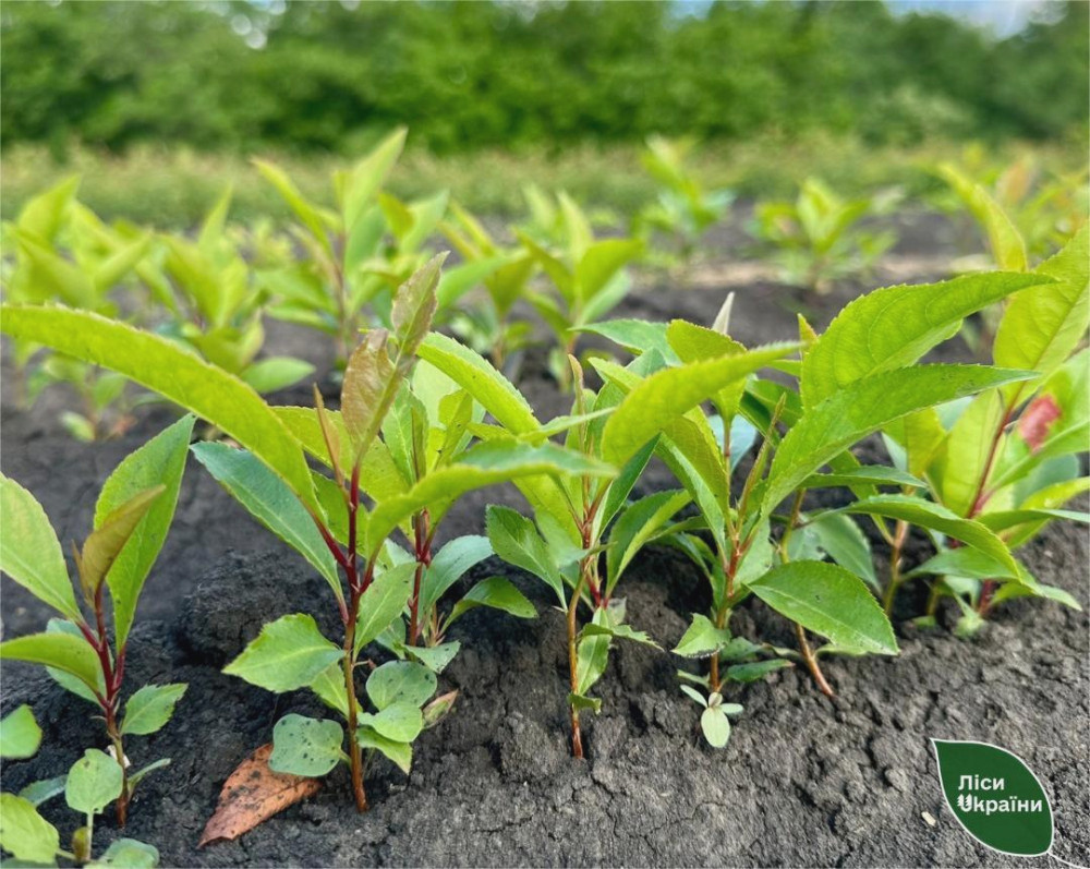 4498 image for slide