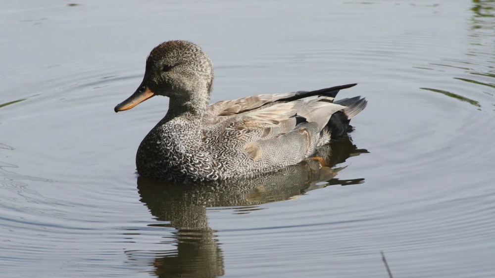 5345 image for slide