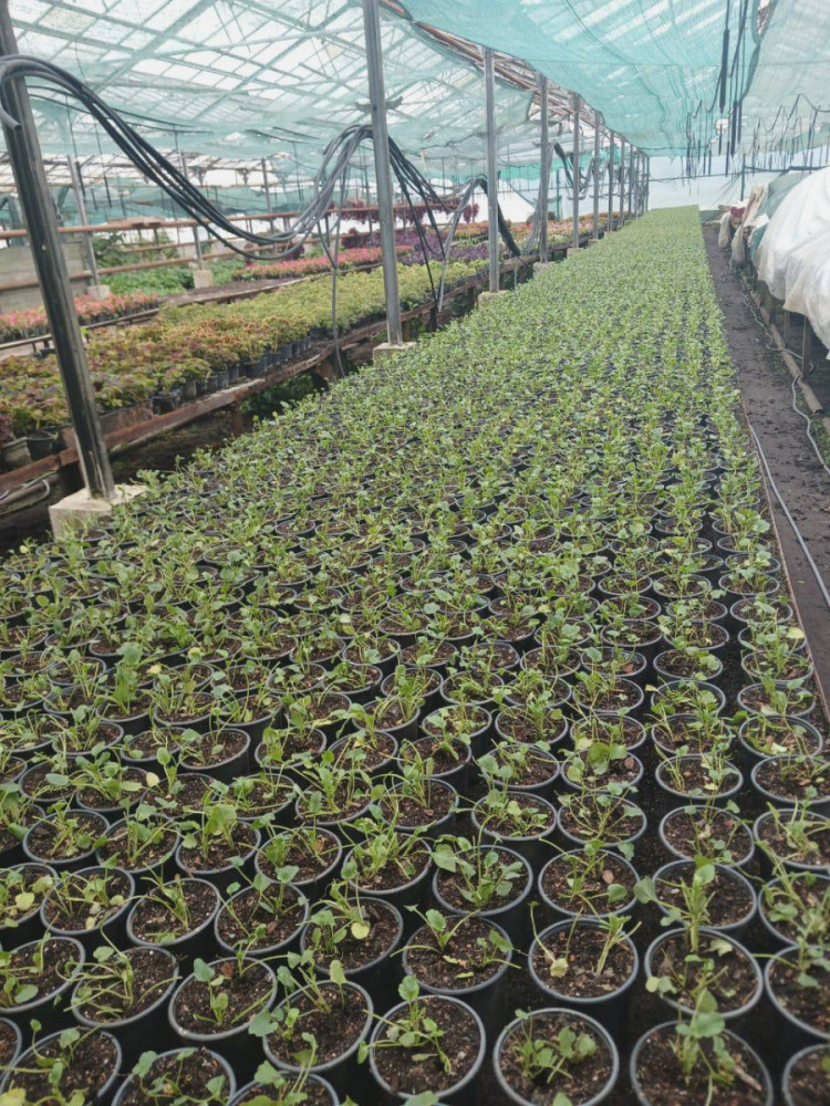 7226 image for slide